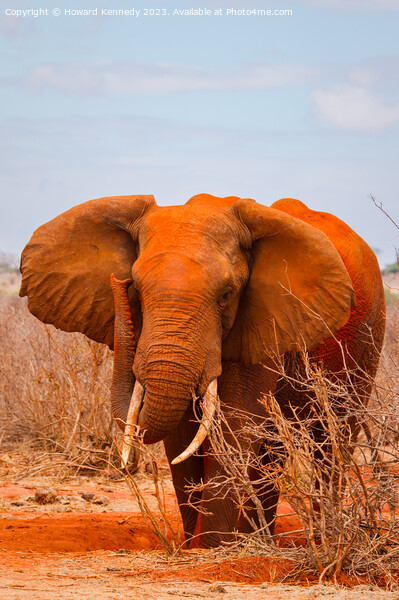 African Elephant Bull Picture Board by Howard Kennedy