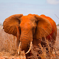 Buy canvas prints of African Elephant Bull by Howard Kennedy