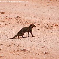 Buy canvas prints of Dwarf Mongoose by Howard Kennedy