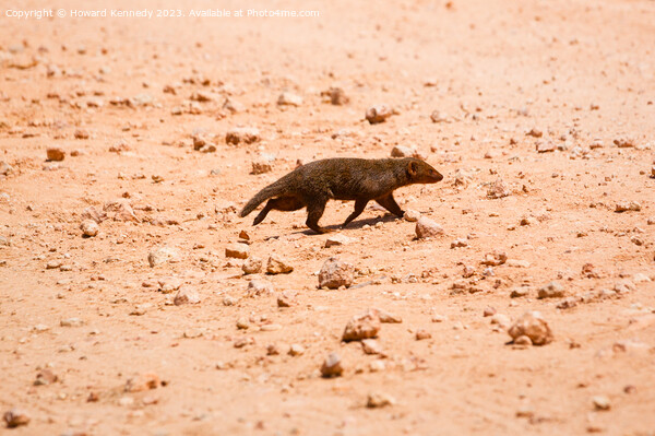 Dwarf Mongoose Picture Board by Howard Kennedy