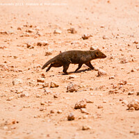 Buy canvas prints of Dwarf Mongoose by Howard Kennedy