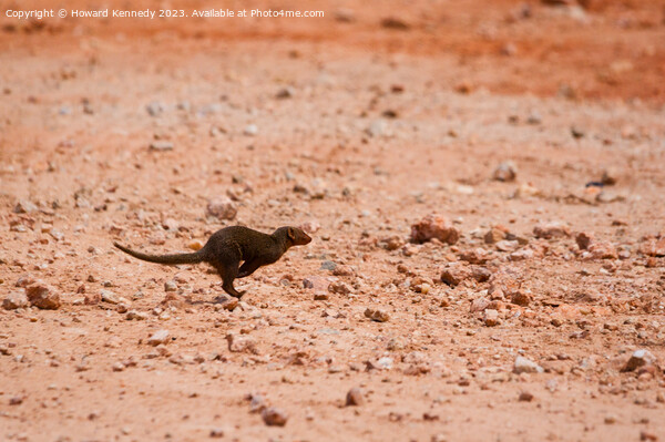 Dwarf Mongoose running Picture Board by Howard Kennedy