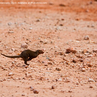 Buy canvas prints of Dwarf Mongoose running by Howard Kennedy