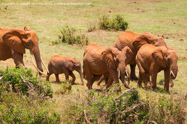 African Elephants Picture Board by Howard Kennedy
