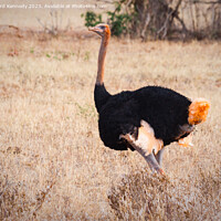 Buy canvas prints of Somali Ostrich Male by Howard Kennedy