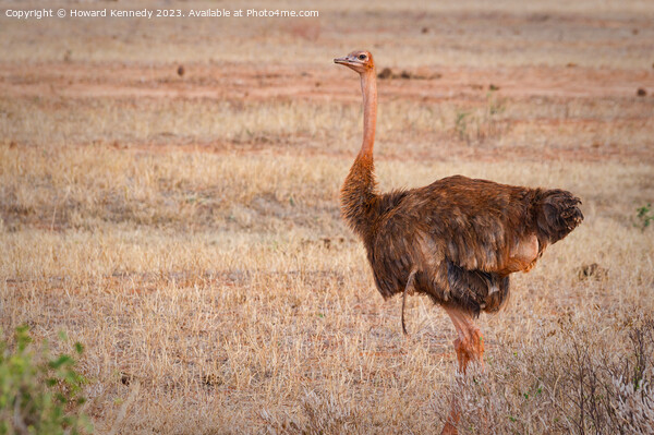 Somali Ostrich Female Picture Board by Howard Kennedy