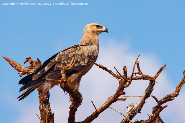 Tawny Eagle Picture Board by Howard Kennedy