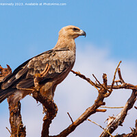 Buy canvas prints of Tawny Eagle by Howard Kennedy