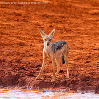 Buy canvas prints of Black-Backed Jackal by Howard Kennedy