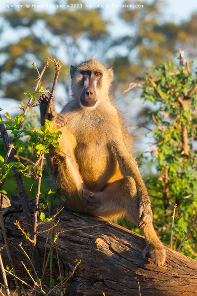 Yellow Baboon making eye contact Picture Board by Howard Kennedy