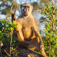 Buy canvas prints of Yellow Baboon making eye contact by Howard Kennedy