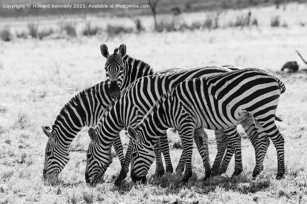 Burchell's Zebra in black and white Picture Board by Howard Kennedy