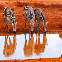 Buy canvas prints of Burchell's Zebra at waterhole by Howard Kennedy