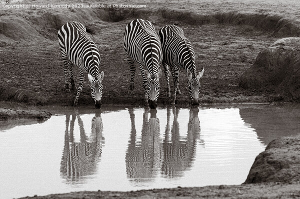 Burchell's Zebra at waterhole Picture Board by Howard Kennedy
