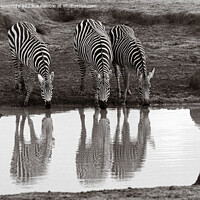 Buy canvas prints of Burchell's Zebra at waterhole by Howard Kennedy