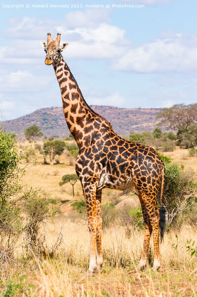 Masai Giraffe Bull Picture Board by Howard Kennedy