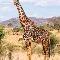 Buy canvas prints of Masai Giraffe Bull by Howard Kennedy