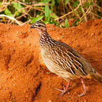 Buy canvas prints of Crested Francolin by Howard Kennedy