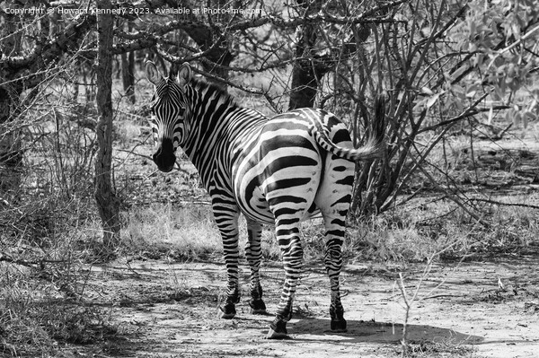 Burchells Zebra stallion looking back in black and white Picture Board by Howard Kennedy