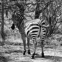 Buy canvas prints of Burchells Zebra stallion looking back in black and white by Howard Kennedy