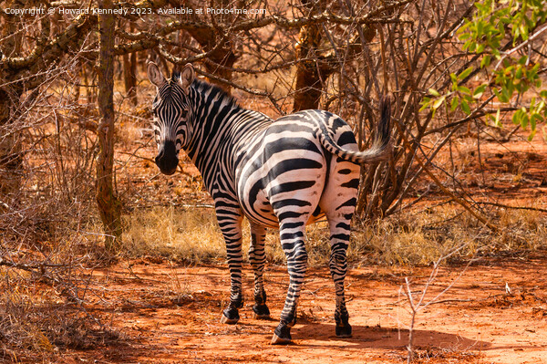 Burchells Zebra stallion looking back Picture Board by Howard Kennedy