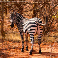 Buy canvas prints of Burchells Zebra stallion looking back by Howard Kennedy