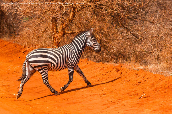Burchells Zebra stallion trotting Picture Board by Howard Kennedy