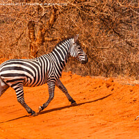 Buy canvas prints of Burchells Zebra stallion trotting by Howard Kennedy