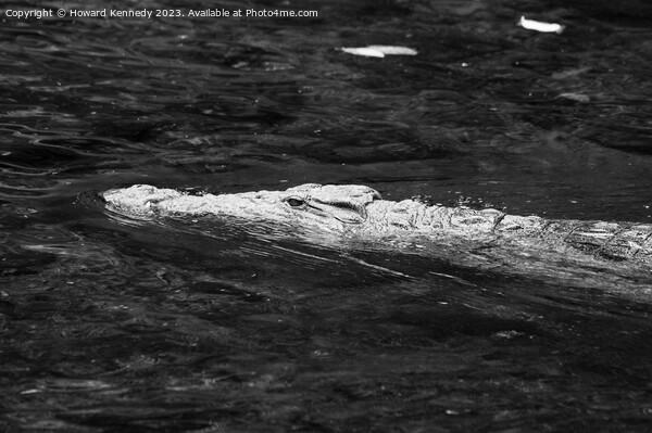 Nile crocodile swimming in Mzima Springs, Kenya Picture Board by Howard Kennedy