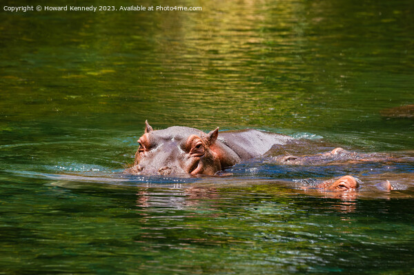 Hippos in Mzima Springs Picture Board by Howard Kennedy