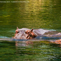Buy canvas prints of Hippos in Mzima Springs by Howard Kennedy