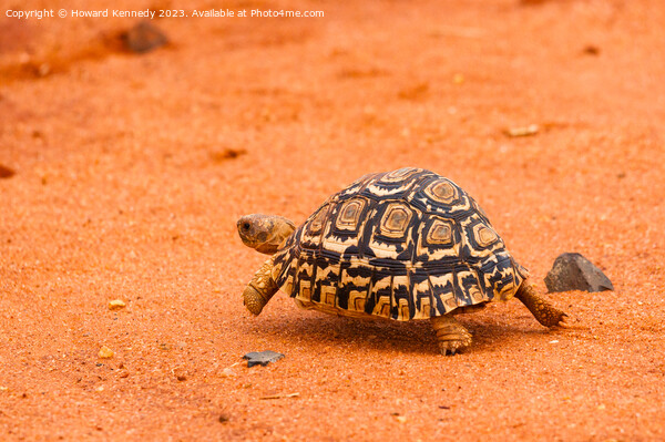 Leopard Tortoise running Picture Board by Howard Kennedy