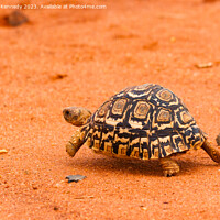 Buy canvas prints of Leopard Tortoise running by Howard Kennedy