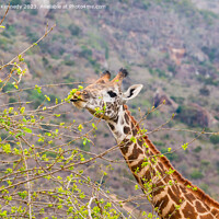 Buy canvas prints of Giraffe showing blue tongue by Howard Kennedy