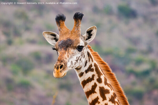 Masai Giraffe headshot Picture Board by Howard Kennedy
