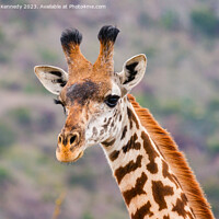 Buy canvas prints of Masai Giraffe headshot by Howard Kennedy