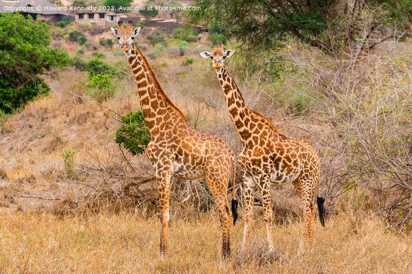 Masai Giraffe couple near Ngulia in Tsavo West Picture Board by Howard Kennedy