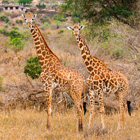 Buy canvas prints of Masai Giraffe couple near Ngulia in Tsavo West by Howard Kennedy