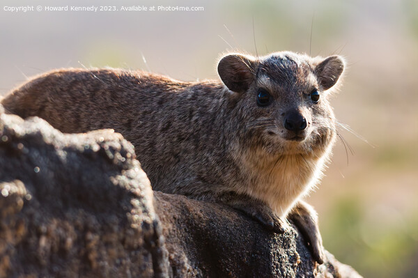 Rock Hyrax smiling for the camera Picture Board by Howard Kennedy