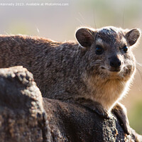 Buy canvas prints of Rock Hyrax smiling for the camera by Howard Kennedy