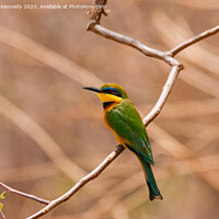 Buy canvas prints of Little Bee-Eater by Howard Kennedy
