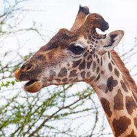 Buy canvas prints of Giraffe with wonky horn by Howard Kennedy