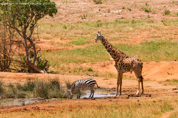 Masai Giraffe and Burchell's Zebra at waterhole Picture Board by Howard Kennedy