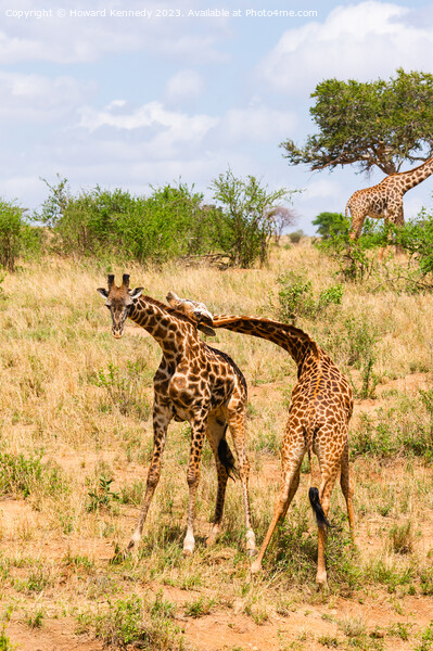 Sparring Masai Giraffe bulls Picture Board by Howard Kennedy