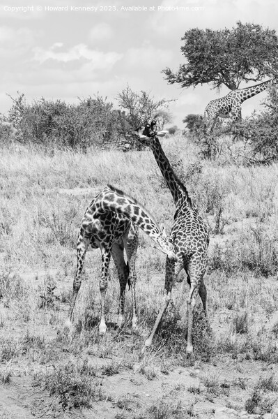 Sparring Masai Giraffe in black and white Picture Board by Howard Kennedy