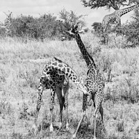 Buy canvas prints of Sparring Masai Giraffe in black and white by Howard Kennedy