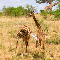 Buy canvas prints of Sparring Masai Giraffe by Howard Kennedy