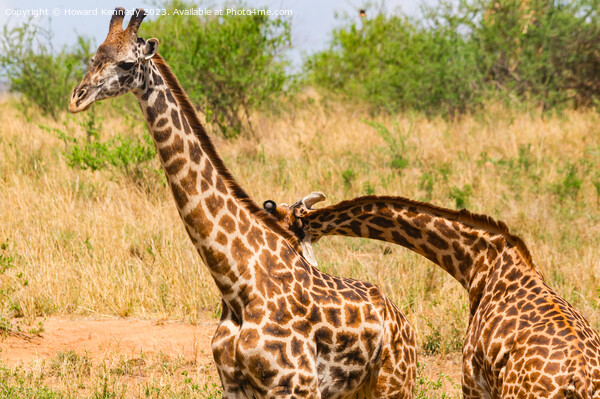 Sparring Masai Giraffe Picture Board by Howard Kennedy