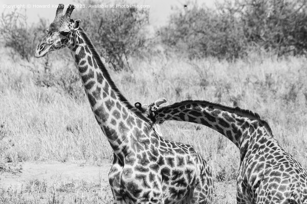 Sparring Masai Giraffe bulls in black and white Picture Board by Howard Kennedy
