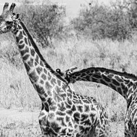 Buy canvas prints of Sparring Masai Giraffe bulls in black and white by Howard Kennedy